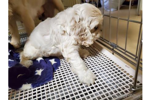 成約済の愛知県のアメリカンコッカースパニエル-148624の4枚目