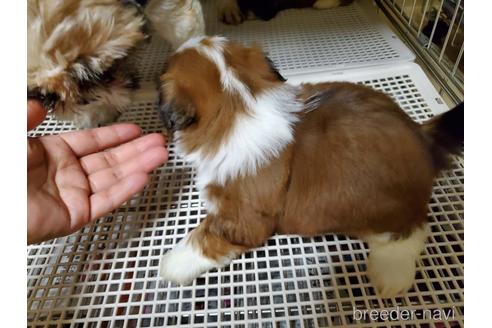 成約済の愛知県のシーズー-148627の7枚目