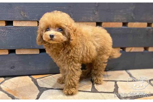 成約済の愛知県のトイプードル-143651の11枚目