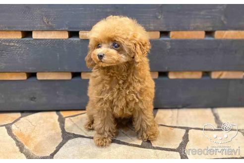 成約済の愛知県のトイプードル-143651の10枚目