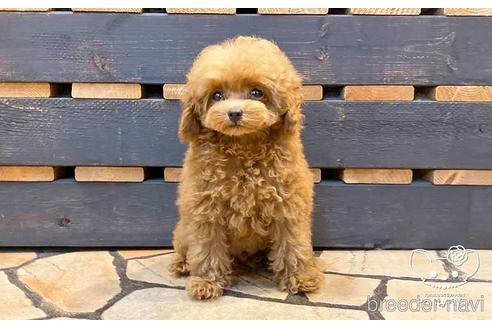 成約済の愛知県のトイプードル-143651の9枚目