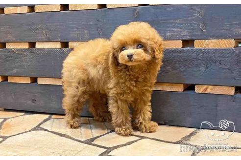 成約済の愛知県のトイプードル-143651の8枚目