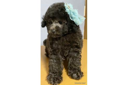 成約済の茨城県のトイプードル-148553の5枚目