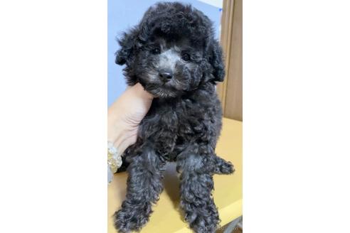 成約済の茨城県のトイプードル-148553の4枚目