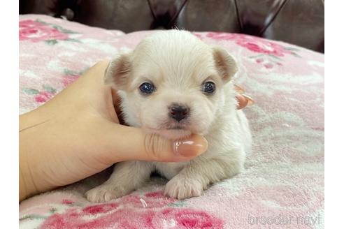 成約済の香川県のチワワ(ロングコート)-148653の1枚目