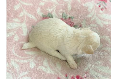 成約済の香川県のチワワ(ロングコート)-148653の3枚目