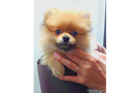 成約済の愛知県のポメラニアン-145953の1枚目