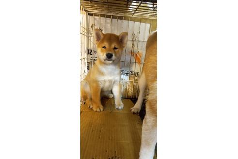 成約済の岐阜県の柴犬-143895