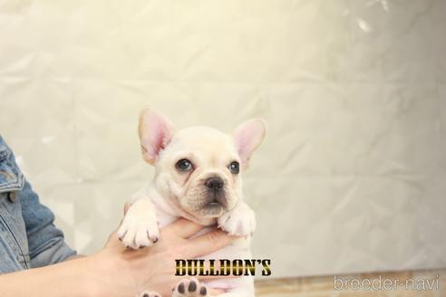 成約済の東京都のフレンチブルドッグ-148709の1枚目