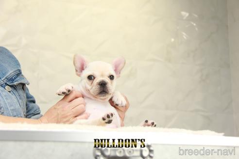 成約済の東京都のフレンチブルドッグ-148709の4枚目