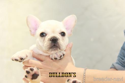 成約済の東京都のフレンチブルドッグ-148709の3枚目