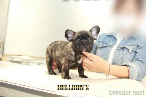 成約済の東京都のフレンチブルドッグ-148710の4枚目