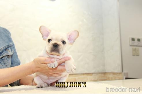 成約済の東京都のフレンチブルドッグ-148711の5枚目