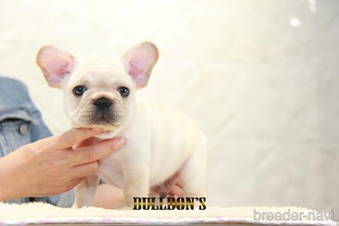 成約済の東京都のフレンチブルドッグ-148711の3枚目