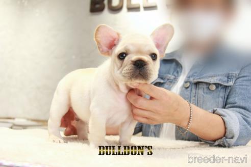 成約済の東京都のフレンチブルドッグ-148711の2枚目