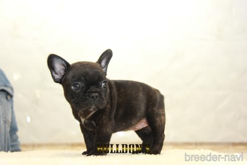 成約済の東京都のフレンチブルドッグ-148712の7枚目