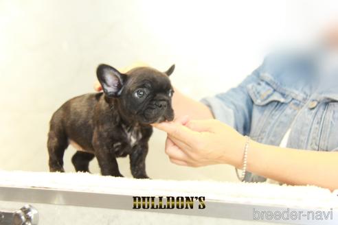 成約済の東京都のフレンチブルドッグ-148712の6枚目