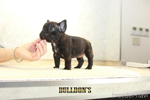 成約済の東京都のフレンチブルドッグ-148712の5枚目