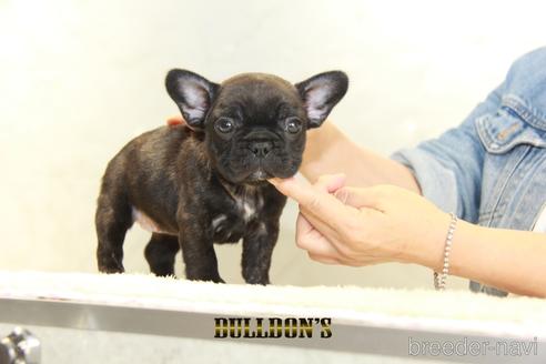 成約済の東京都のフレンチブルドッグ-148712の3枚目