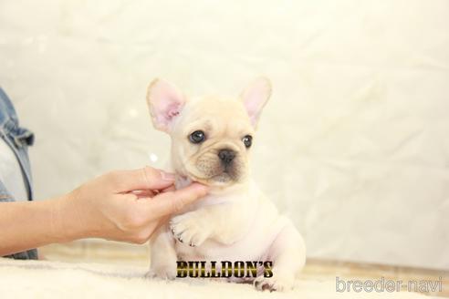 成約済の東京都のフレンチブルドッグ-148714