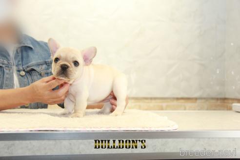 成約済の東京都のフレンチブルドッグ-148714の7枚目