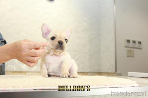 成約済の東京都のフレンチブルドッグ-148714の6枚目