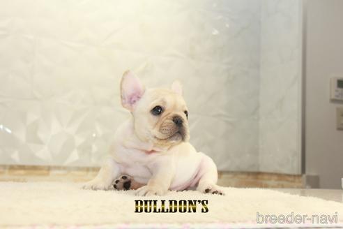 成約済の東京都のフレンチブルドッグ-148714の5枚目