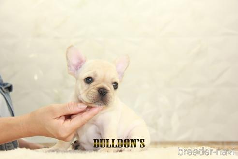 成約済の東京都のフレンチブルドッグ-148714の3枚目