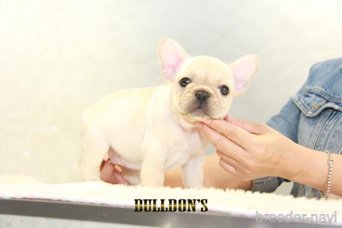 成約済の東京都のフレンチブルドッグ-148714の2枚目