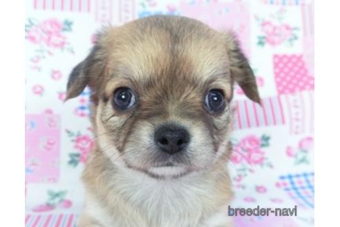 成約済の千葉県のチワワ(ロングコート)-148719の1枚目