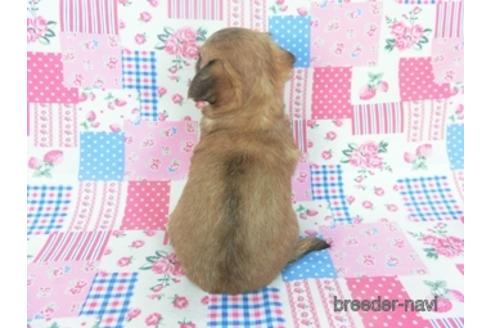 成約済の千葉県のチワワ(ロングコート)-148719の4枚目