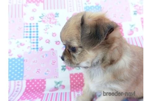 成約済の千葉県のチワワ(ロングコート)-148719の3枚目