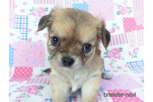 成約済の千葉県のチワワ(ロングコート)-148719の2枚目