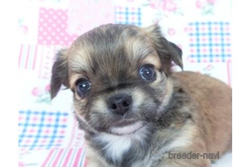 成約済の千葉県のチワワ(ロングコート)-148722の1枚目