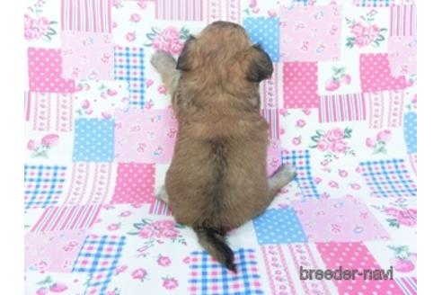 成約済の千葉県のチワワ(ロングコート)-148722の4枚目