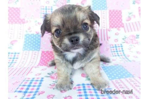 成約済の千葉県のチワワ(ロングコート)-148722の3枚目