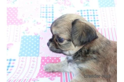 成約済の千葉県のチワワ(ロングコート)-148722の2枚目