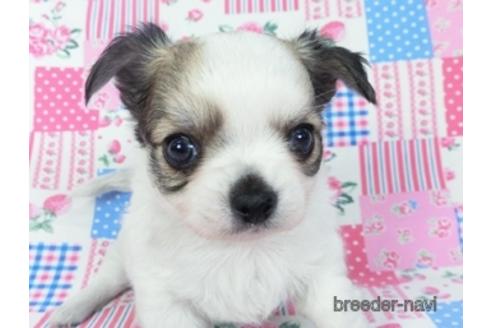 万円以下のチワワの子犬を探す ブリーダーナビ