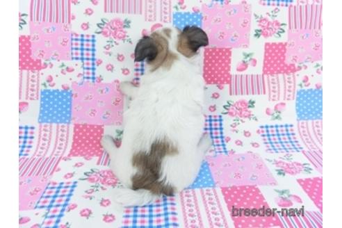 成約済の千葉県のチワワ(ロングコート)-148724の4枚目