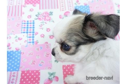 成約済の千葉県のチワワ(ロングコート)-148724の3枚目