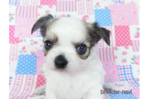 成約済の千葉県のチワワ(ロングコート)-148724の2枚目