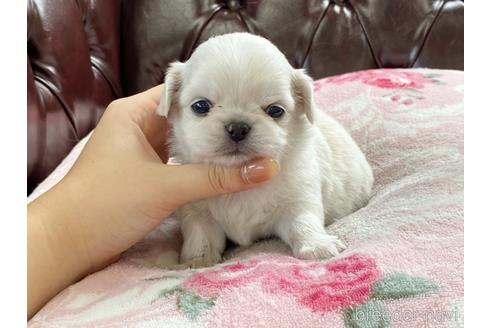 成約済の香川県のミックス犬-147720