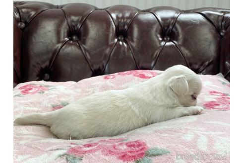 成約済の香川県のミックス犬-147720の3枚目