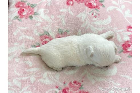 成約済の香川県のミックス犬-147720の4枚目