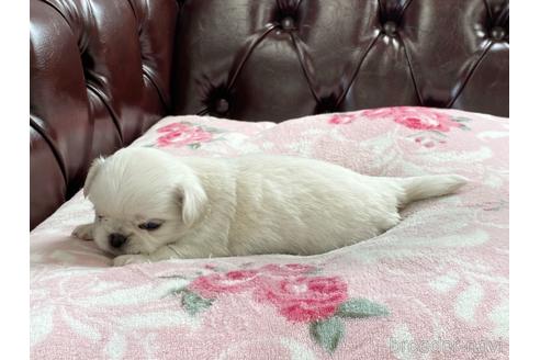 成約済の香川県のミックス犬-147720の2枚目