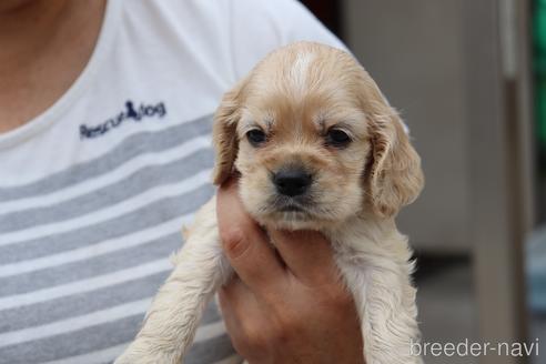 成約済の埼玉県のアメリカンコッカースパニエル-148737の1枚目
