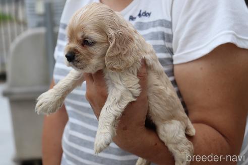 成約済の埼玉県のアメリカンコッカースパニエル-148737の4枚目