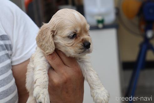 成約済の埼玉県のアメリカンコッカースパニエル-148737の3枚目