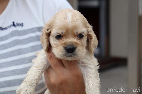 成約済の埼玉県のアメリカンコッカースパニエル-148737の2枚目