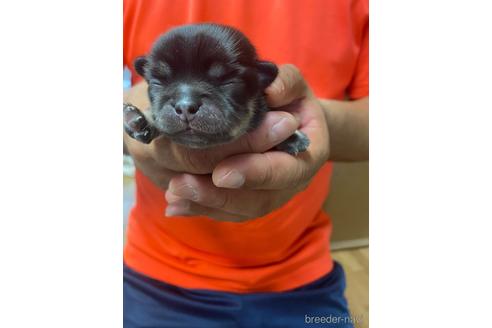 成約済の静岡県のチワワ(ロングコート)-148756の5枚目